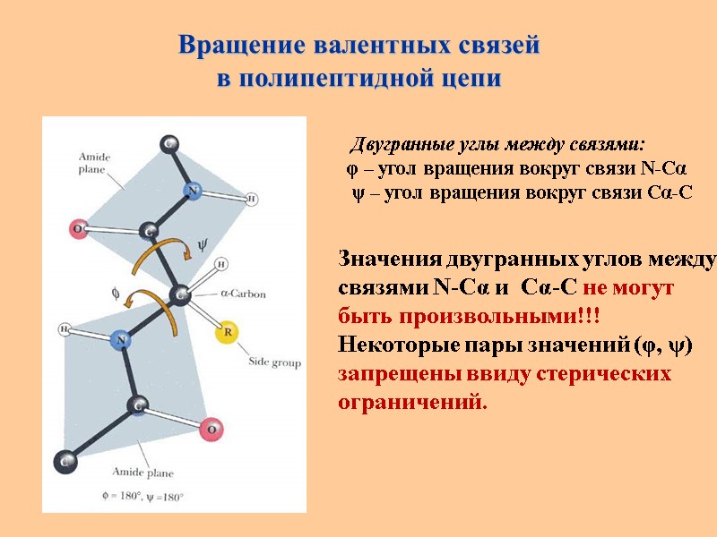 Вращение валентных связей  в полипептидной цепи  Двугранные углы между связями: φ –